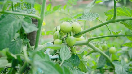 Wall Mural - Urban gardening. Ripening organic cherry tomatoes. Small green tomatoes from small urban home eco farm, macro close-up. Organic fresh green tomatoes.