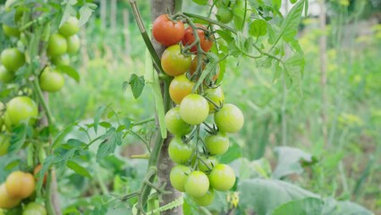 Wall Mural - Urban gardening. Ripening organic cherry tomatoes. Small green tomatoes from small urban home eco farm, macro close-up. Organic fresh green tomatoes.