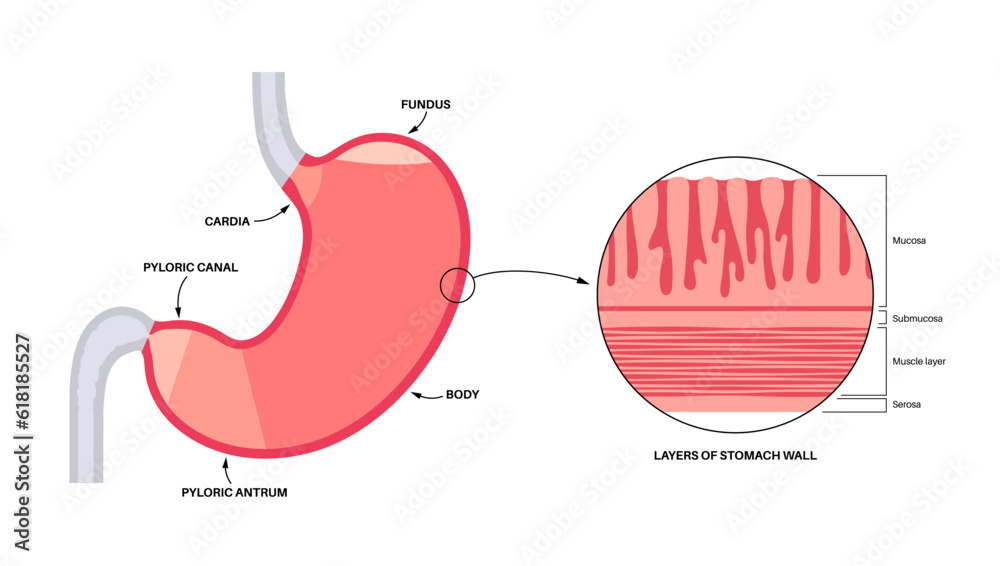 Mucous membrane structure Stock Vector | Adobe Stock