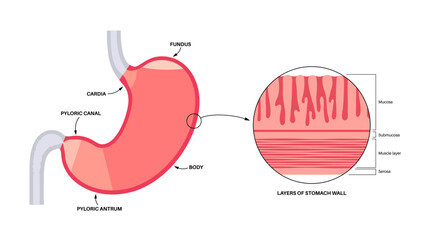 Sticker - Mucous membrane structure