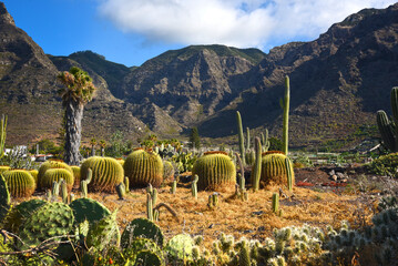 beautiful nature of the Canary Islands, Tenerife island