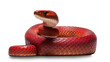 Red snake. Isolated cutout on transparent background. Generative AI