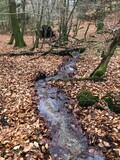Fototapeta Sawanna - stream in the forest