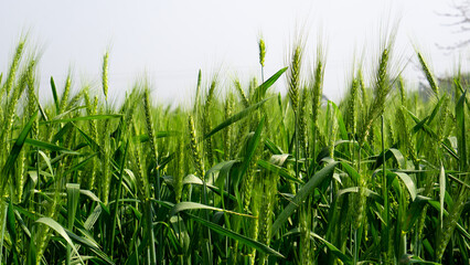 Green wheat field landscape. A vast field filled with green grains of wheat. Closeup image of large wheat grain. Bangladesh is an agricultural country in South Asia.