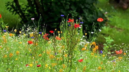 Wall Mural - a beautiful and colorful wildflower patch in a yard in windsor in upstate ny.. just flowers, color, 