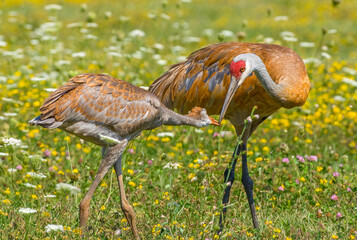 Parent Sandhill Crane Feeding Colt