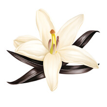 The Vanilla Flower And Vanilla Sticks Are Isolated On Transparent And White Background, Created With Generative AI Technology
