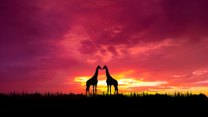 Wall Mural - silhouette giraffe with dark trees at sunset on open field. amazing sunrise.  theme safari.