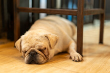 Closed Up Of Pug Dog Sleeping Under Metal Chair Lying On The Wooden Textile Floor, Pet At Home Dreamy Facial Expression With Wrinkle, Puppy Animal Nap Comfort Resting Under Table In Home Office