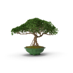 Wall Mural - beautiful bonsai ornament garden