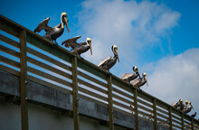 Pier Or Dock, Over Water, With Brown Pelicans And Cormorant Birds Perched On The Railing, Looking For Food.