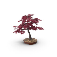 Wall Mural - red japanese maple bonsai