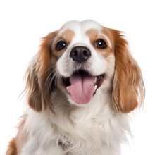 Cavalier King Charles Spaniel Isolated On Transparent Background Cutout