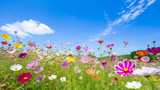 Fototapeta Las - Colorful cosmos flower meadow in spring with blue sky.Generative Ai.