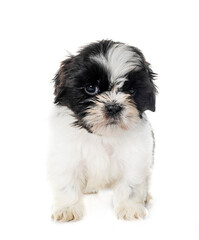 Sticker - puppy Shih Tzu in studio