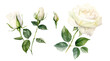 watercolor set of roses, ai generated