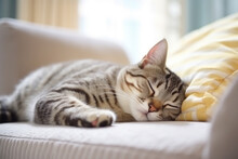 American Shorthair Cat Sleeping On A Couch In Living Room.Generative Ai.