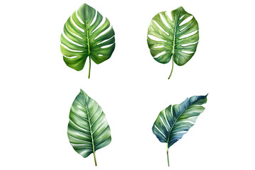 Tropical Leaf Clipart