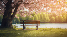 Wooden Bench On Park With Cherry Trees Blossom In Spring