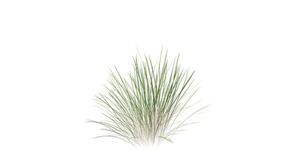 Poster - Bunches of grass on a transparent background. 3D rendering.	