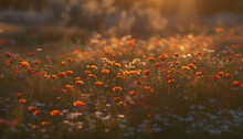 Wildflowers Bloom In The Tranquil Autumn Meadow Generated By AI
