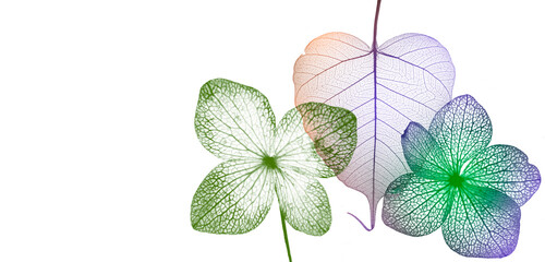 Wall Mural - leaf skeleton and hydrangea flower skeleton with veins and cells - macro photograph
