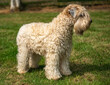 Soft Coated Wheaten Terrier, standing and looking to right, with floppy ears and green blurred grass. Considered a British Vunerable Breed