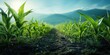 Corn plants grow on green fields with sunlight behind