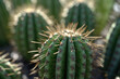 A close-up view of a cactus plant, showcasing its unique texture and beauty. Generative Ai, Ai.