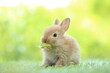 © soultkd - Cute little rabbit on green grass with natural bokeh as background during spring. Young adorable bunny playing in garden. Lovrely pet at park