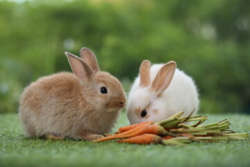 Wall Mural - Cute little rabbit on green grass with natural bokeh as background during spring. Young adorable bunny playing in garden. Lovely pet at park with baby carrot as food.