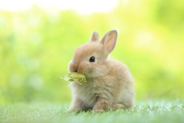 Wall Mural - Cute little rabbit on green grass with natural bokeh as background during spring. Young adorable bunny playing in garden. Lovrely pet at park