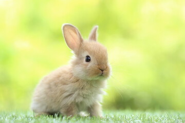 Wall Mural - Cute little rabbit on green grass with natural bokeh as background during spring. Young adorable bunny playing in garden. Lovrely pet at park