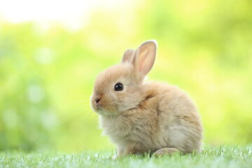 cute little rabbit on green grass with natural bokeh as background during spring. young adorable bun