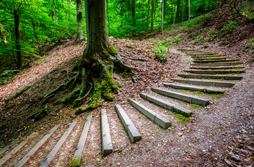 Poster - steps at a forest