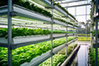 © Starmarpro - research in organic, hydroponic vegetables plots growing on indoor vertical farm. High quality photo
