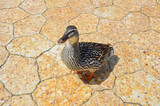Fototapeta Dmuchawce - duck on the park's footpath