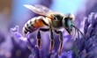  a close up of a bee on a purple flower with water droplets on its wings and back legs, with a blurry background of purple flowers.  generative ai