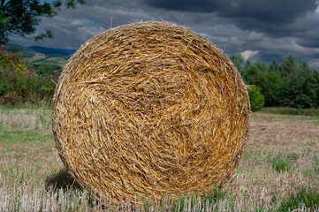 Wall Mural - roll  of dry hay lying on the background of the forest