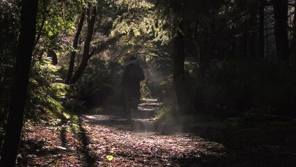 Wall Mural - Person running into a dark and thick forest, sun lit from the side with eerie fog rising from the ground.