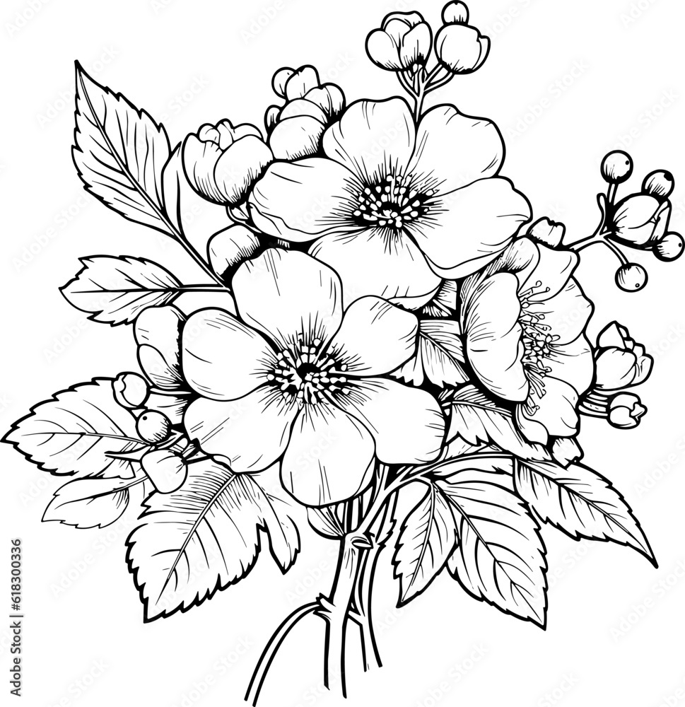 Cherry flower blossom, botanical art. Spring almond, sakura, apple tree branch, hand draw doodle vector illustration. Cute black ink art, isolated on white background. Realistic floral bloom sketch.