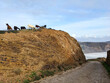 Goats cliff ocean  Aljezur Portugal