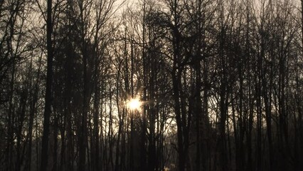 Sticker - Time lapse of morning sun rising through bare winter trees