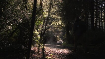 Wall Mural - Camera pans low on sun lit trail in beautiful Oregon forest with person enjoying a morning hike.