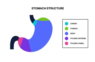 Sticker - Stomach sections diagram