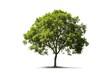 © NikahGeh - stock photo of Green tree white isolated background Generative AI