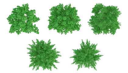 Wall Mural - Green trees on top view isolated on transparent background, 2d plants, 3d render illustration.