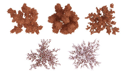 Wall Mural - Red trees on top view isolated on transparent background, 2d plants, 3d render illustration.