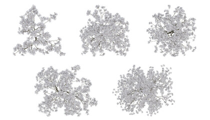 Wall Mural - White trees on top view isolated on transparent background, 2d plants, 3d render illustration.