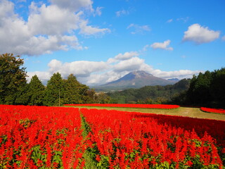 Poster - Tottori Hanakairo Flower Park, Enjoy beautiful flowers and a view of mount Daisen